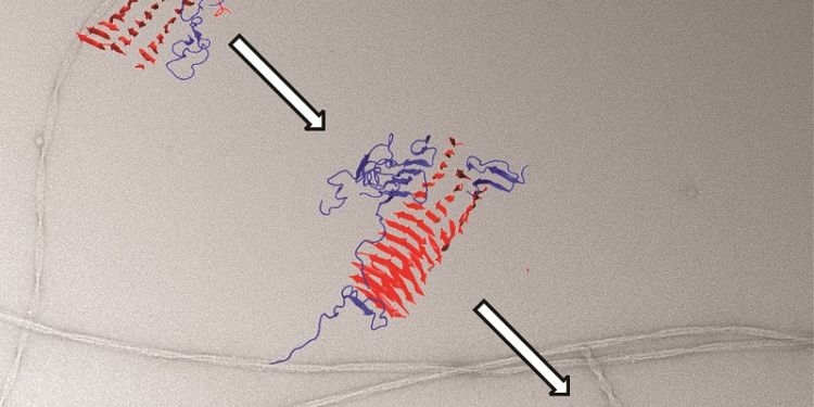 Understanding how peptides self-assemble