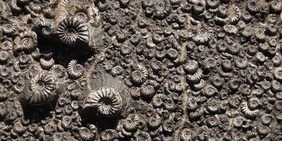 Ammonite fossils