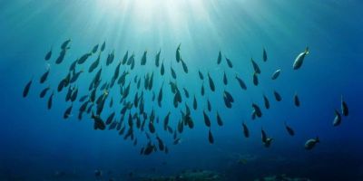 A shoal of fish swimming in the ocean