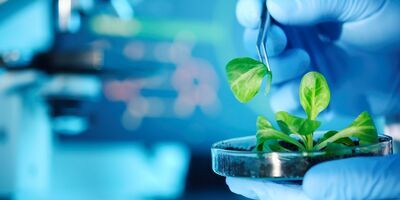 A food scientist conducts a research experiment