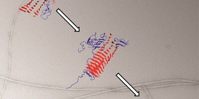 Peptides assembling