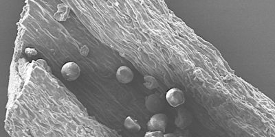 School of Chemical and Process Engineering news archive | School of Chemical and Process Engineering | University of Leeds