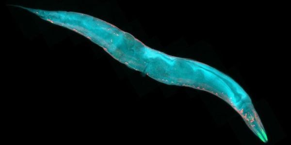  Taste cells can control a whole animal’s foraging