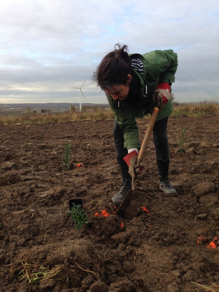 Dr Cat Scott digging a whole in soil to plant a tree