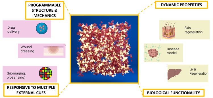 ;MESONET: Exploiting in situ protein unfolding to understand and control mesoscopic network formation”.