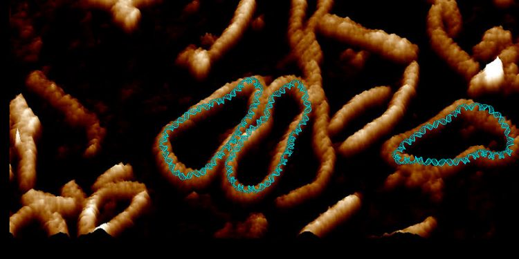 Scientists show DNA "dancing" for the first time