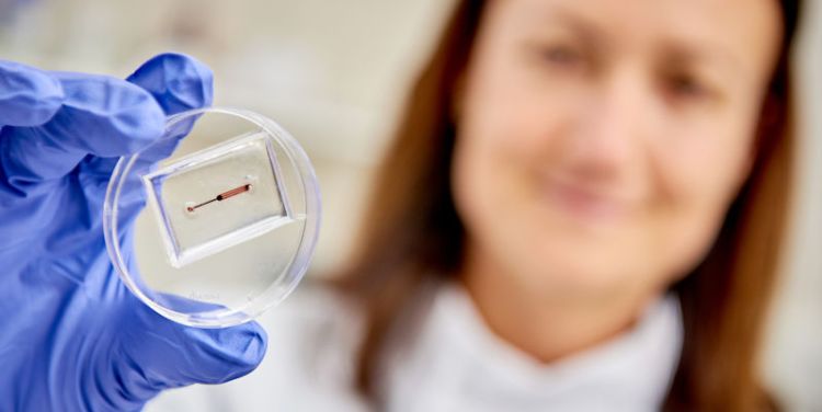 Organs on chips